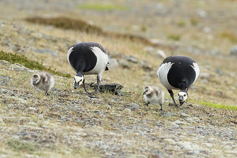 Adult Barnacle Geese moving goslings along, Jokulsarlon, Iceland - Barnacle Goose