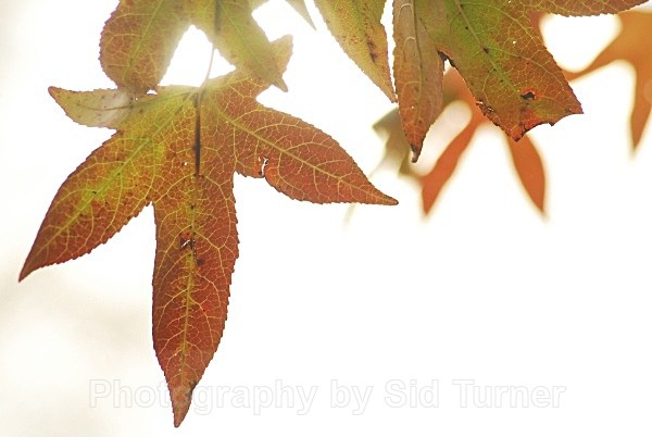 autum dream 2 - Autum