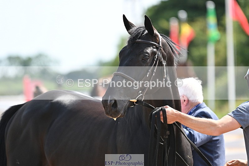 240717A-155037-03098 - Trot Up 3pm to 4pm