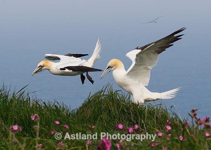 Astland Photography, Bird and Wildlife Images, Susan and Peter Wilson, U.K.