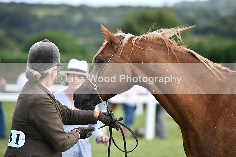 DSC_8517 - Class 69: Pure, Anglo & Part Bred In Hand Arab