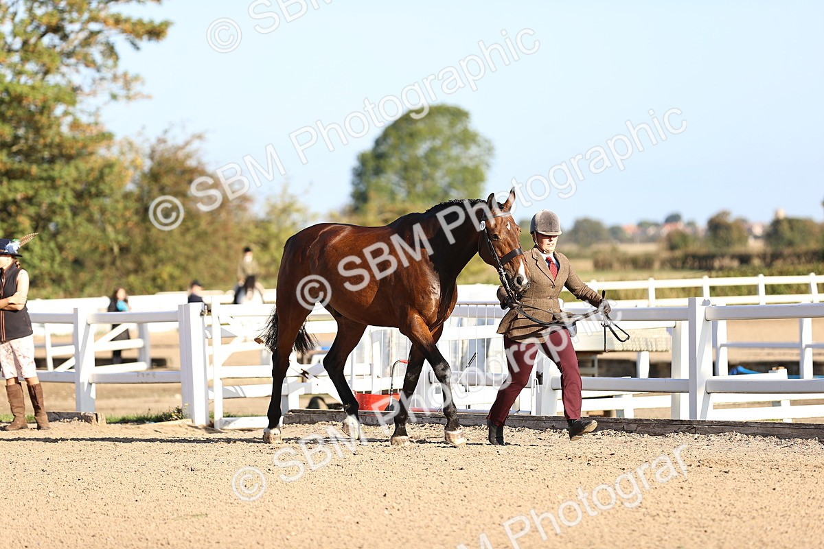 SBM_08342 - Class 401 - IH Veteran Horse