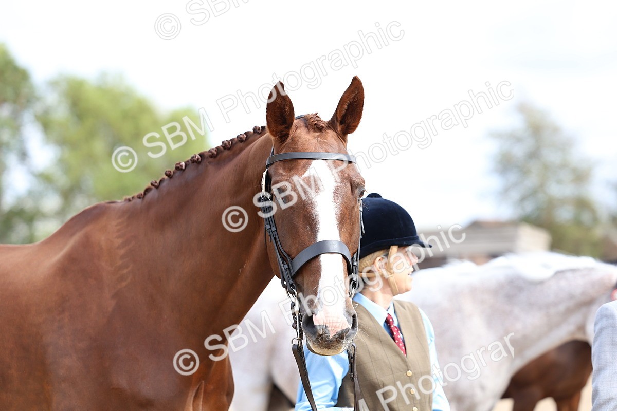 SBM_03950 - Class 25 - IH Foreign Breeds - Pure Bred