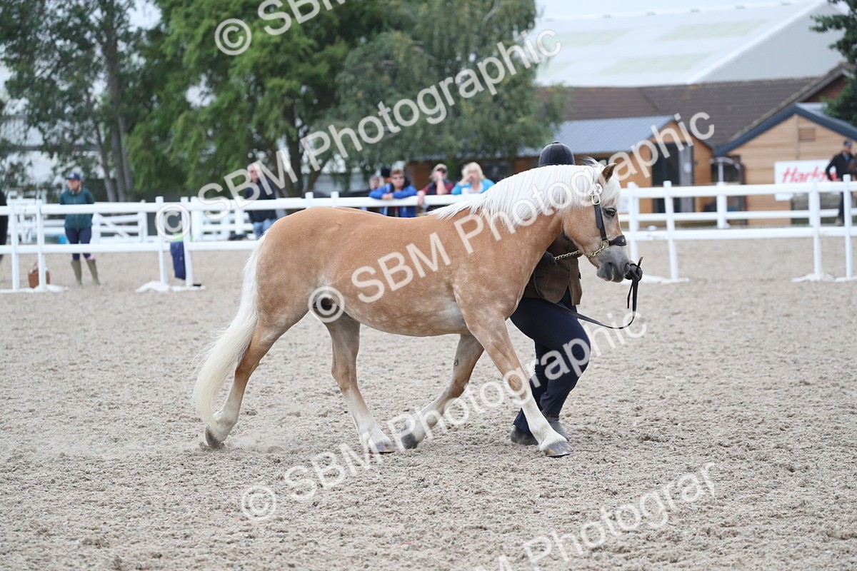 SBM_17986 - Class 317 IH Pure bred Horse/Pony
