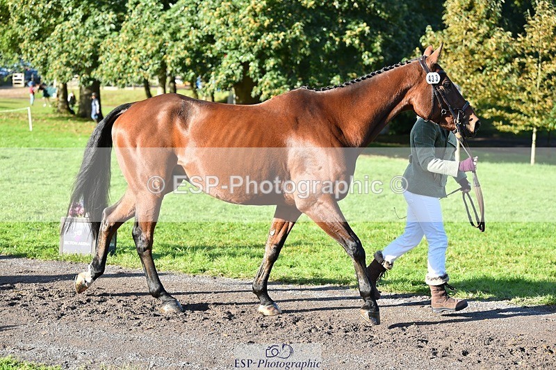 231022-101926-22411 - 433-WILLIAM-Laura.Sharpe-TrotUp+SJ