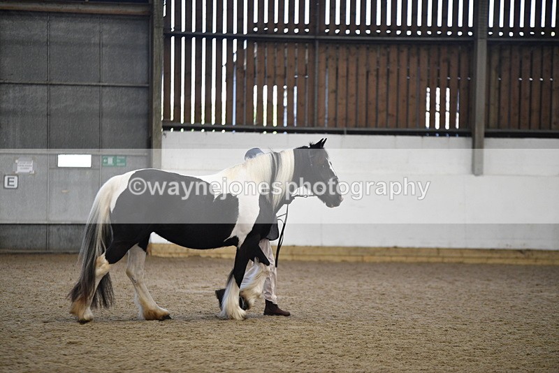 WJ5_5486 - Class 8 In hand cob