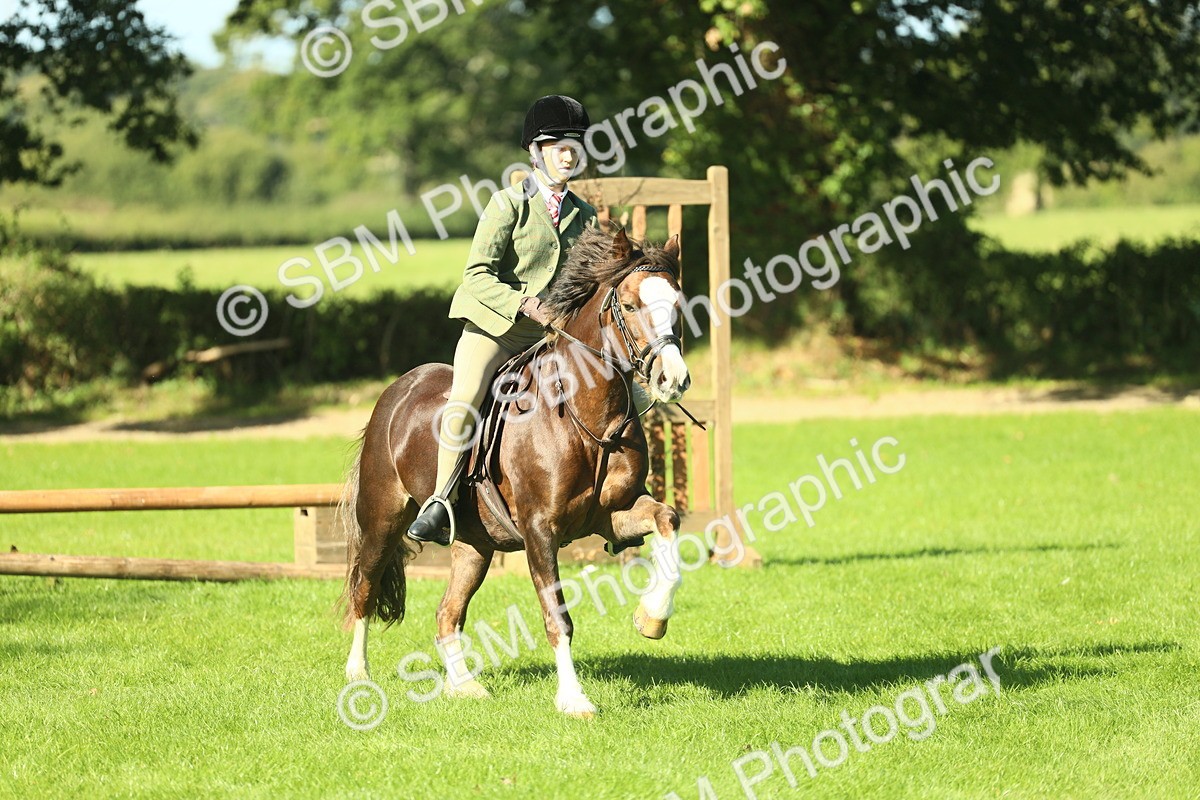 SBM_37462 - S29 - Novice & Newcomers Working Hunter Pony