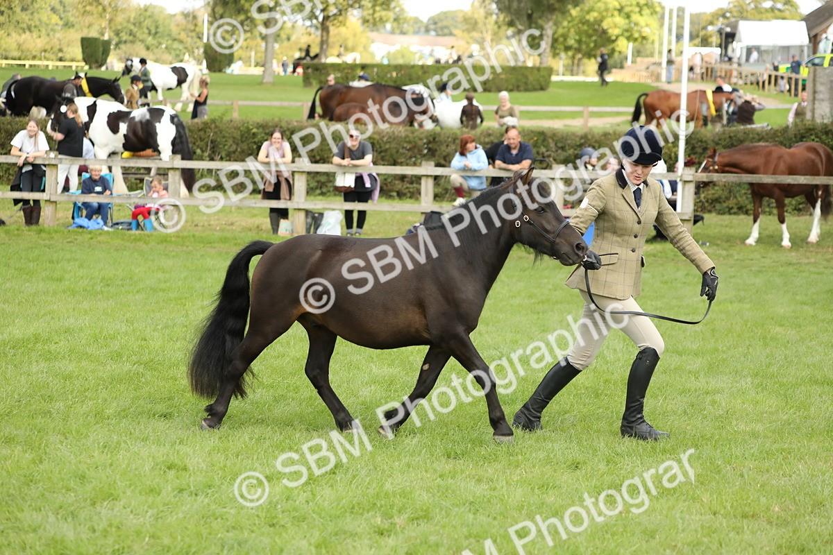 SBM_62828 - S46 - Mountain & Moorland In Hand Small Breeds
