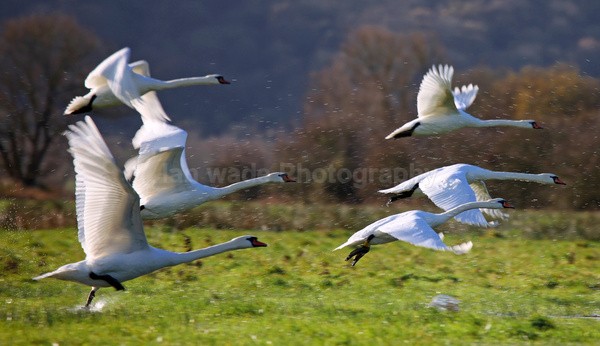Six swan take off _ AGTO91 - Birds, swans and gulls