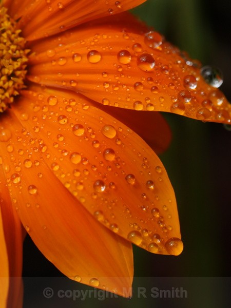 Portrait Macro Gazania After Rain - MACRO & CLOSE UPS 2