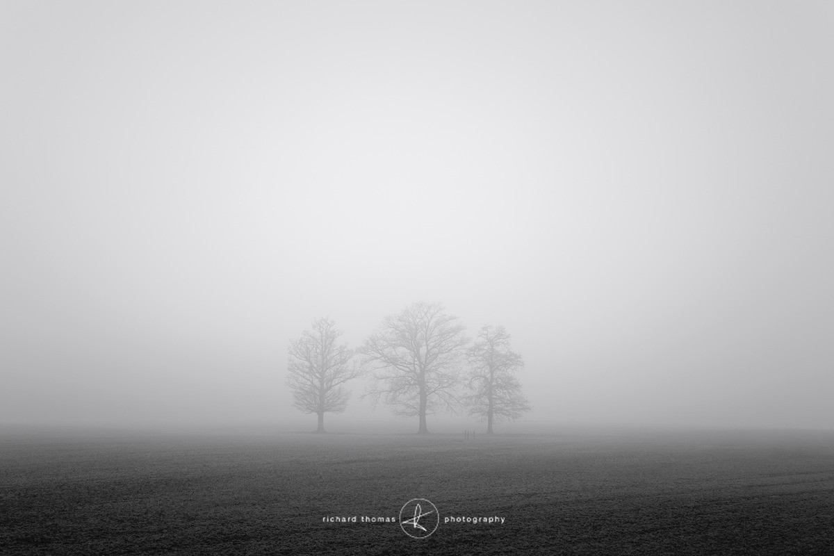 Triumvirate - Mono Mist Trees