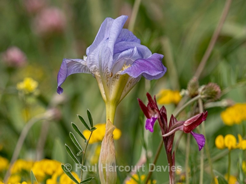 Twin-flowered Iris (Iris bicapitata) growing with Pink butterfly orchid (Anacamptis papilionacea var rubra) - Gargano - Flowers in the Landscape