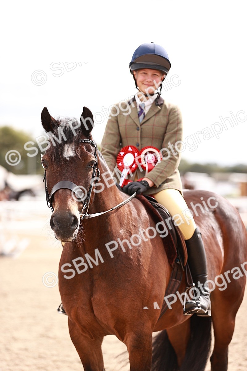 SBM_18335 - Class 417 - Handsome Gelding (IH or Ridden - JNR)