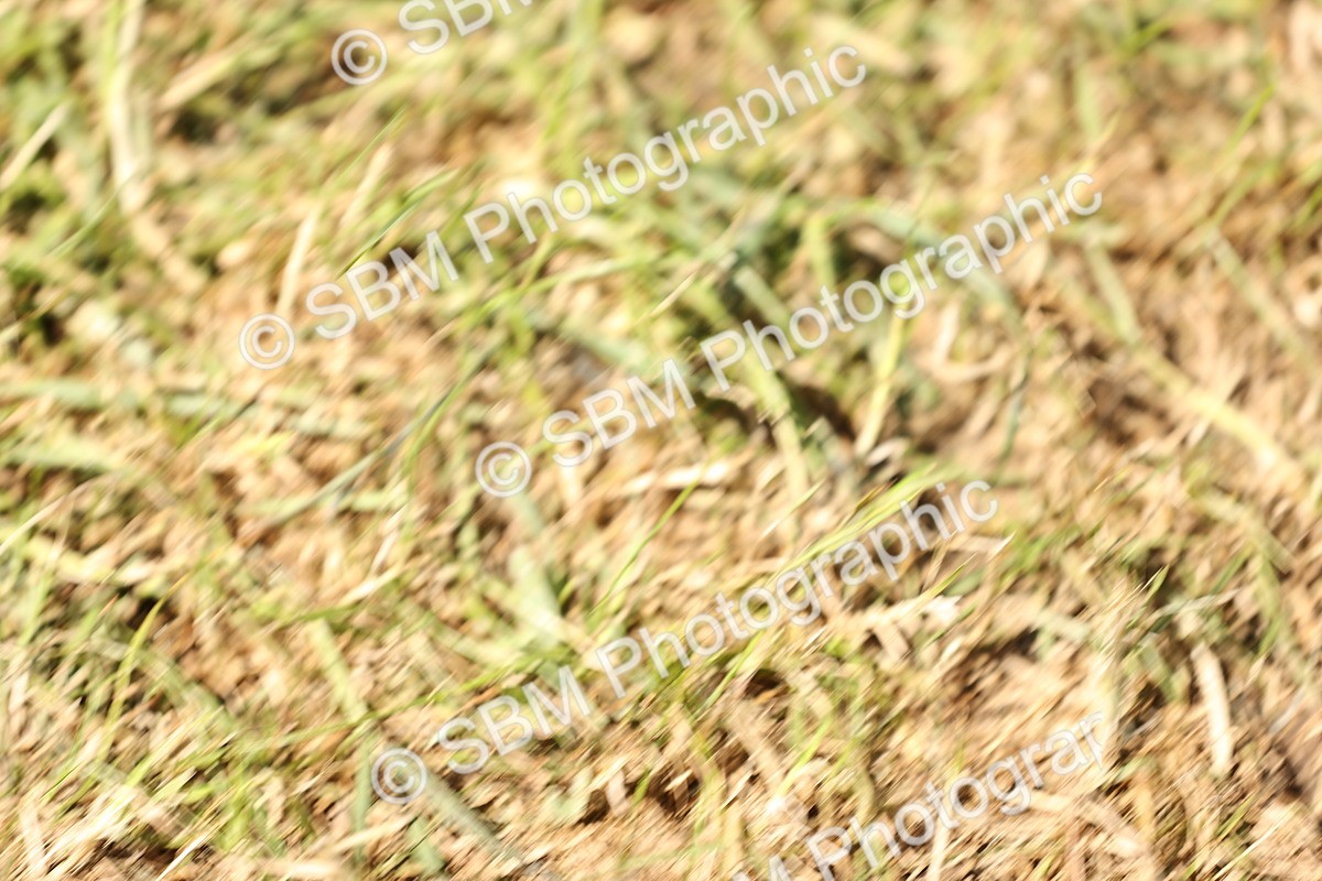 SBM_14772 - Class 88-89 - LIHS BSHA Rising Star of Ridden Hunter Type