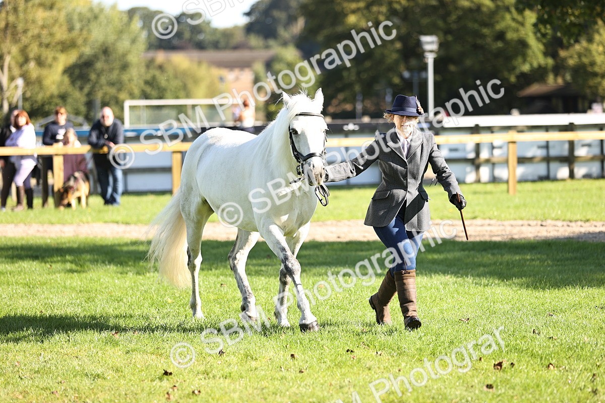 SBM_15929 - S1 - TSR in Hand Horse & Pony Showing