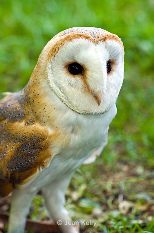 Owl - 4725 - Birds
