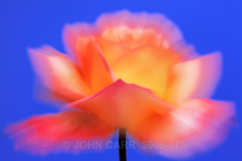Rose Pastel Zoom 1-0356 - TREES, FLOWERS AND PLANT PHOTOS