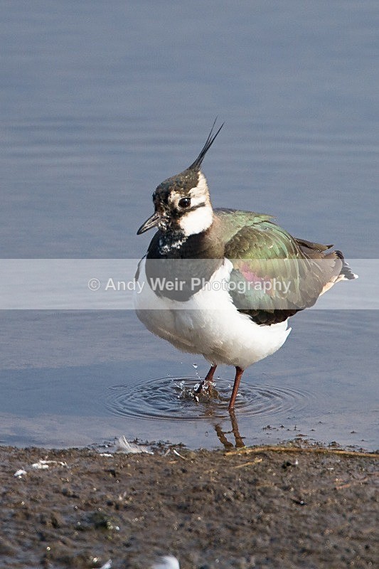 20120324-_MG_9638 - Lapwing