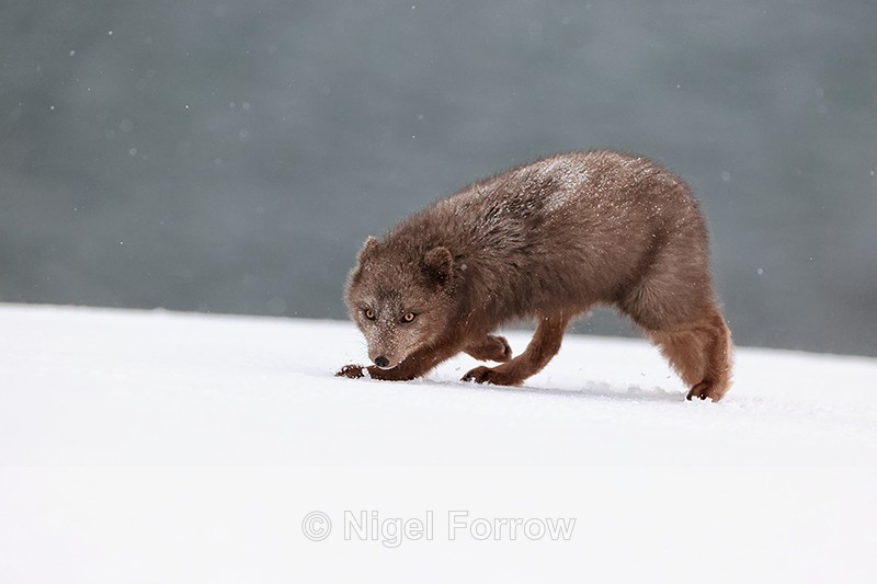 Female Arctic Fox in winter snow, Hornstrandir, Iceland - Arctic Fox