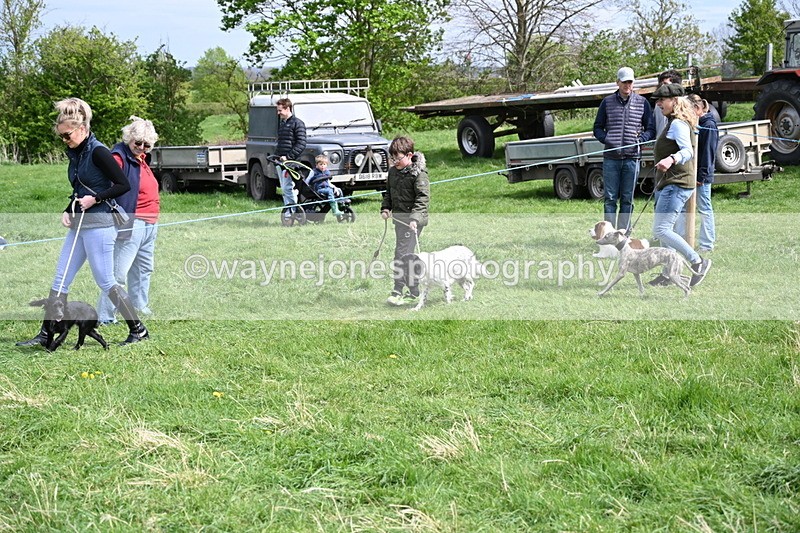 WJ6_8887 - Class 8 Best Working / Gun Dog or Bitch