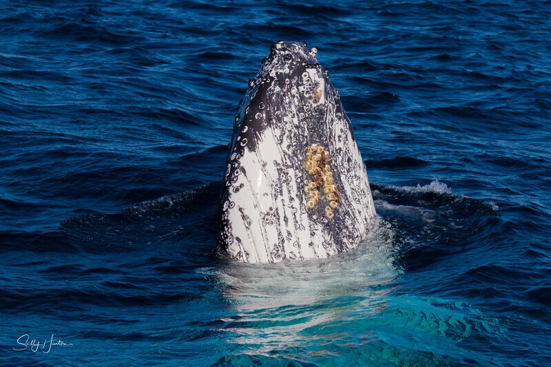 Labour Spyhop 1 - Humpback Whales