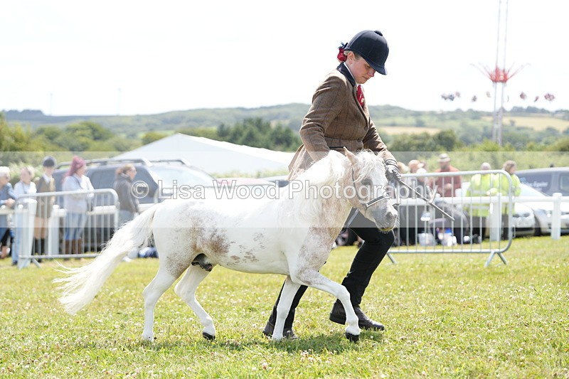 DSC06587 - Class 57: Miniature Horse 4yrs & over