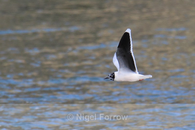 Little Gull in flight above the moat at Leeds Castle - Little Gull