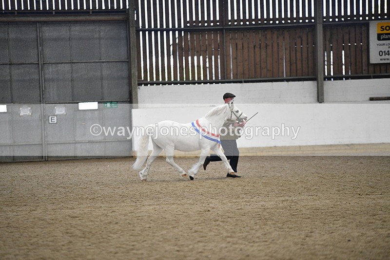 WJ5_5831 - Morning in hand Championship