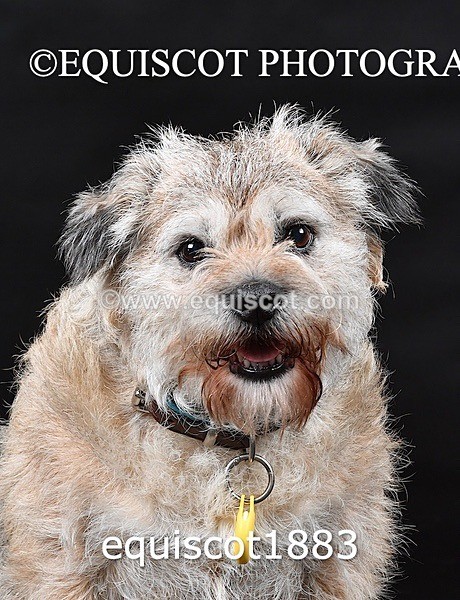 equiscot1883 - ODIE & TIA