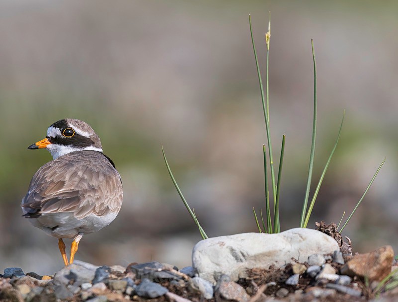 RINGED PLOVER 1 - RINGED PLOVER