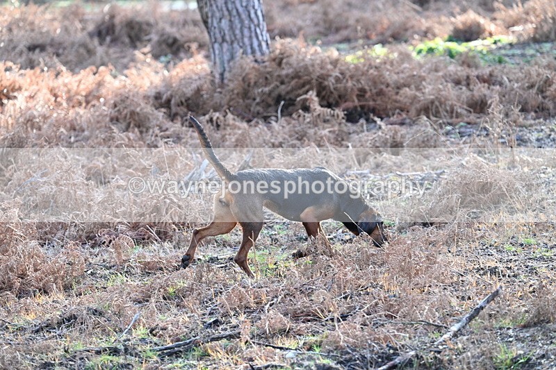 WJ7_7584 - Line 3 (no line 4 or 5)