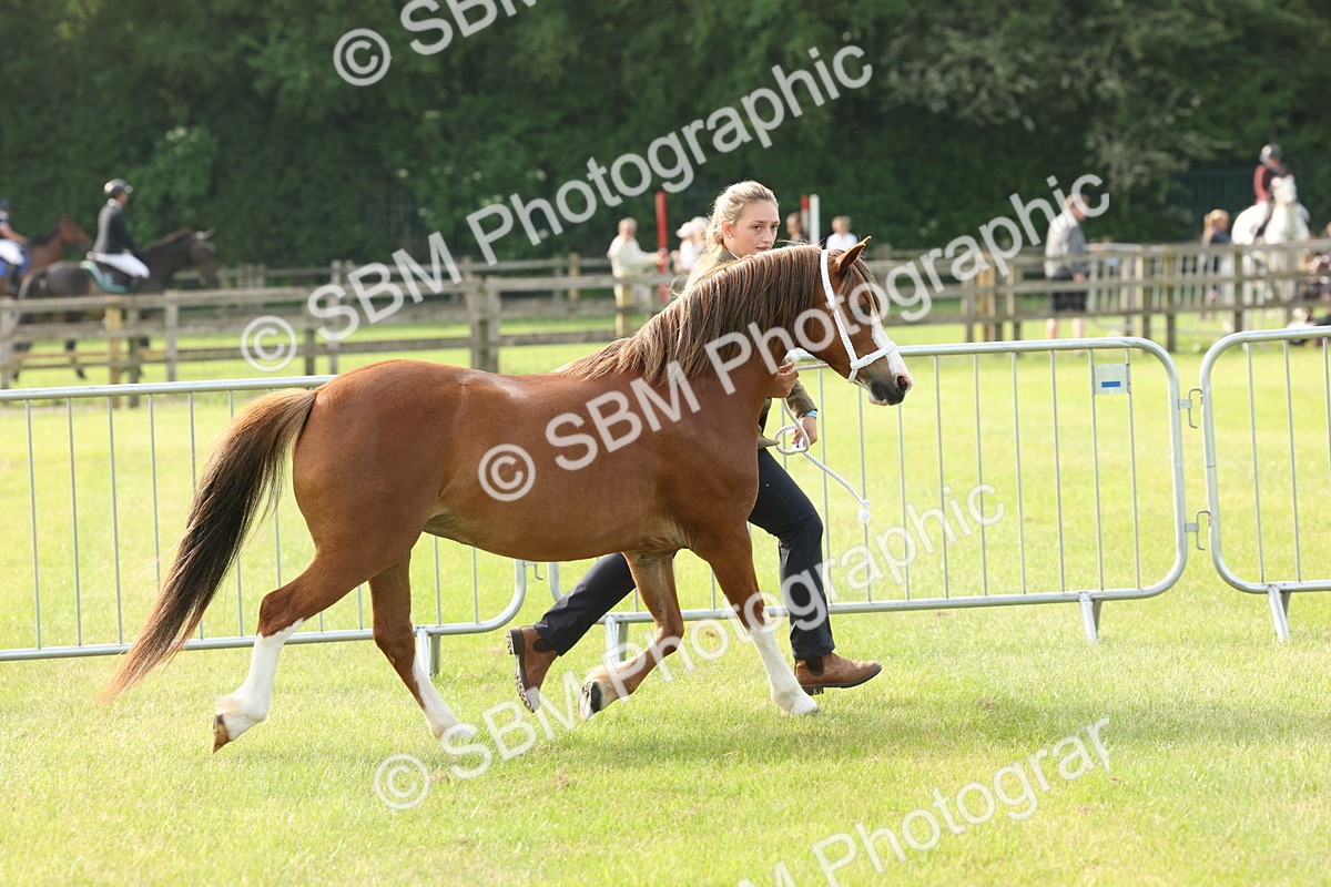 SBM_00539 - Class 6-13 - Mountatin and Moorland In Hand Welsh Breeds