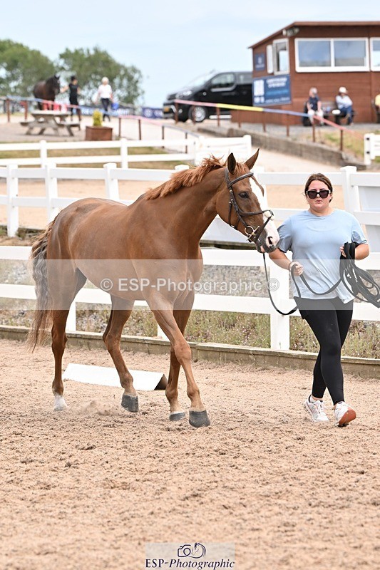 250716-144814-01410 - Trot Up 2.30 to 3.30