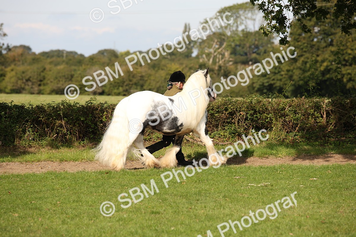 SBM_62165 - S55 - Traditional Cob In Hand