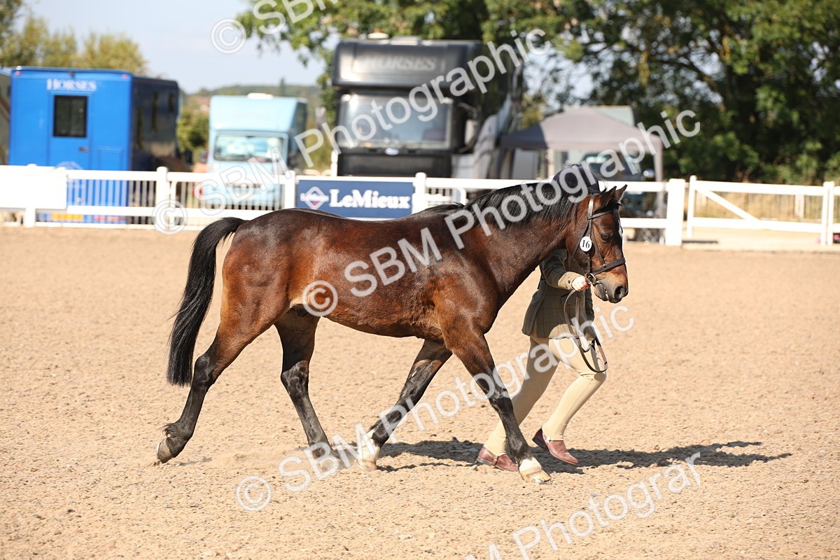 SBM_02737 - Class 16 IH M&M Wildcard