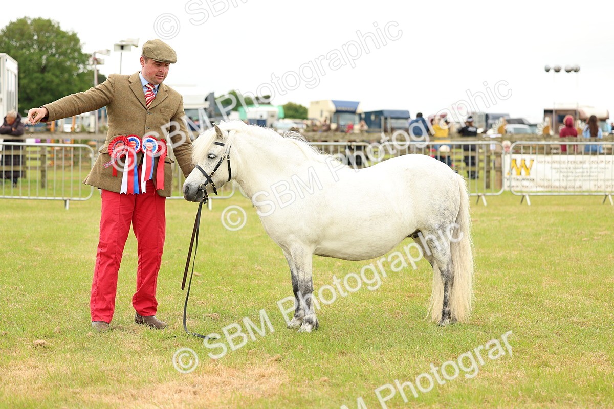 SBM_03576 - Class 58-67 - M&M Non Welsh Pony In hand