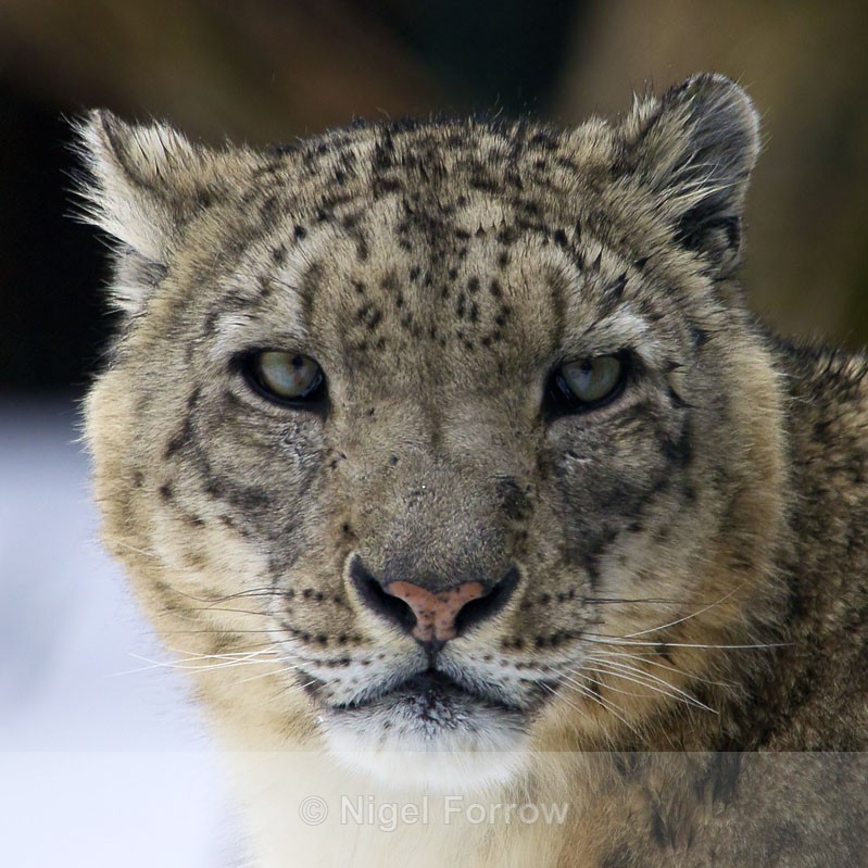 Snow Leopard - Leopard