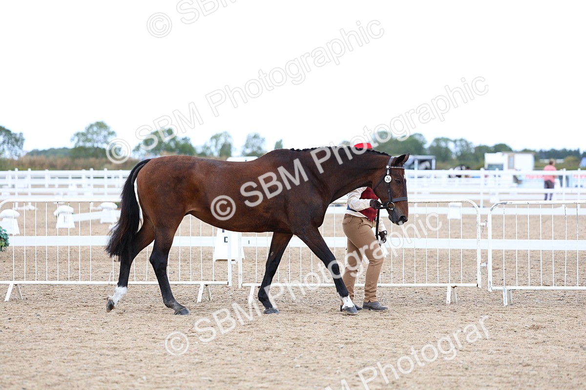 SBM_04986 - Class 27 - IH Competition Horse or Pony
