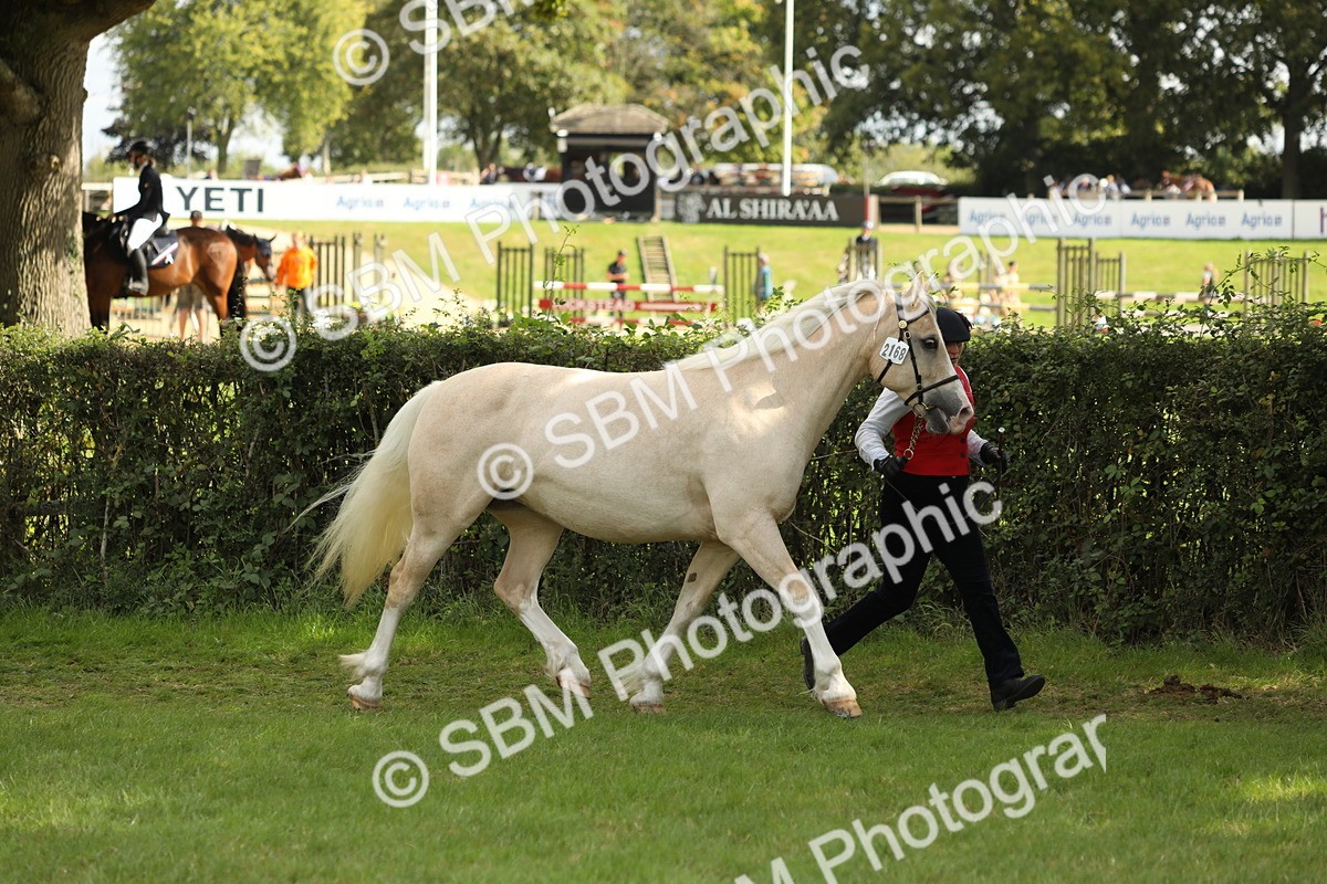 SBM_65385 - S47 - Mountain & Moorland In Hand Large Breeds