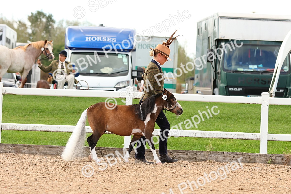 SBM_10260 - Class 206 - IH Non Show Type Pony