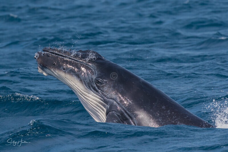 Humpback Calf head-lunge 11. 0A3A9876 - 2025 Whales