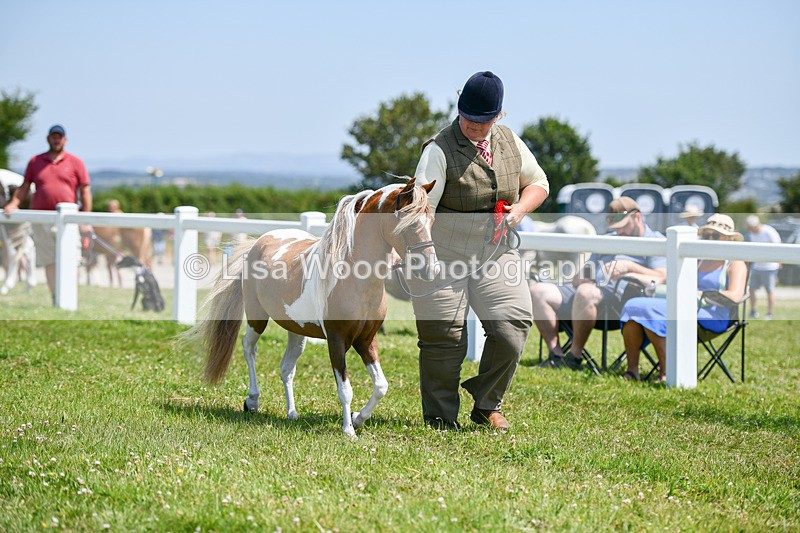 DSC_7245 - Miniature Horse Championship