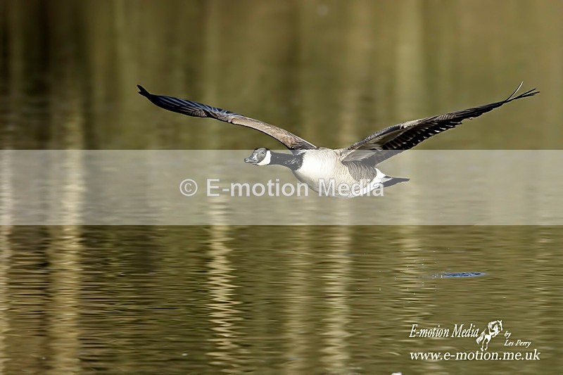 Canada Goose inflight 100315 20a - Nature