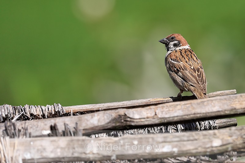 Tree Sparrow, back view, Bali - Eurasian Tree Sparrow