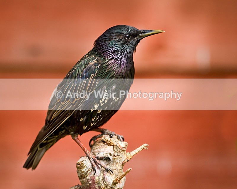 20100711_1401 - Starlings