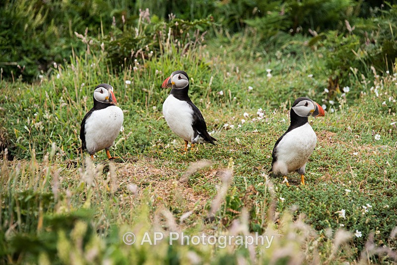 ACP_0200-1 - Puffins on Skomer Island