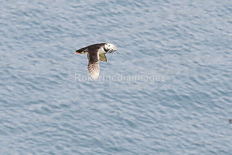 _56A7178 - Skomer 2019