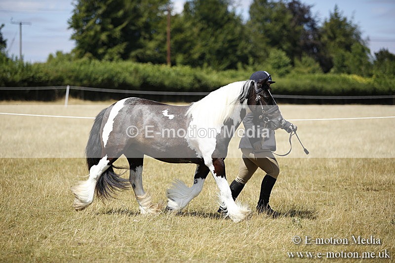 _C7A0037 - BVRC Sow 2018 Ring 2