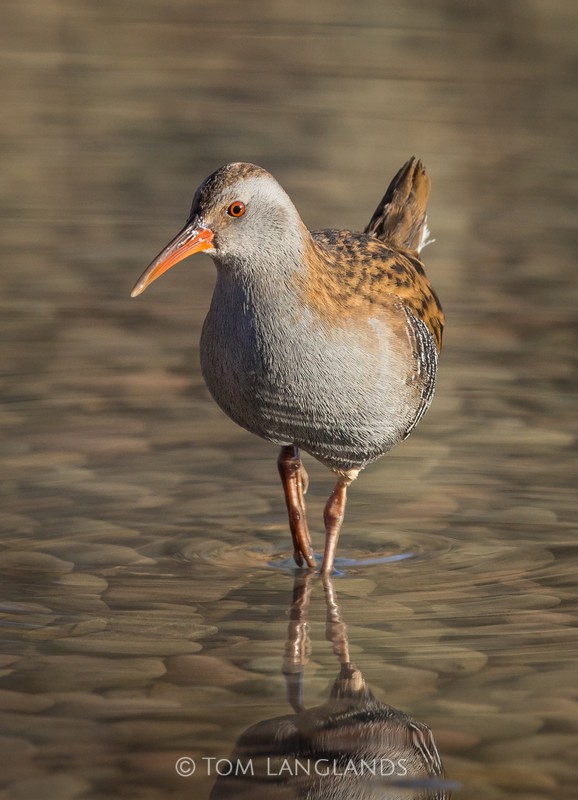 Water Rail - Rails and Crakes