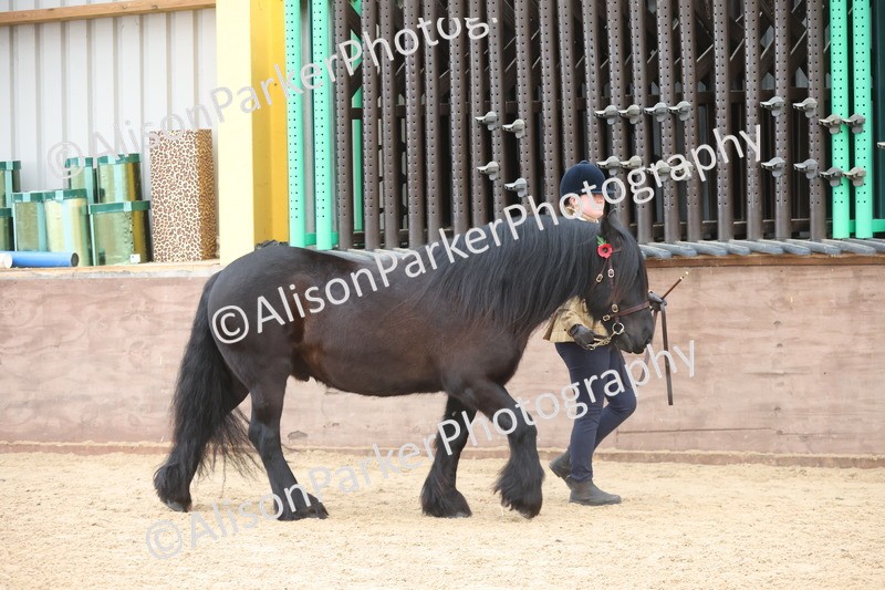 20251109-1064 - Class 29 - Geldings 4 Years and over